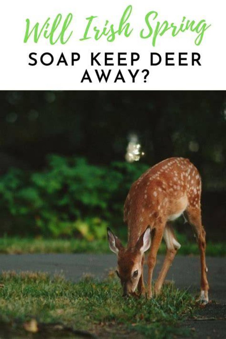 Does chili powder keep deer away