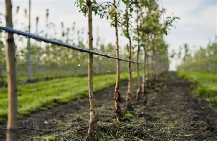How do you drip irrigate fruit trees