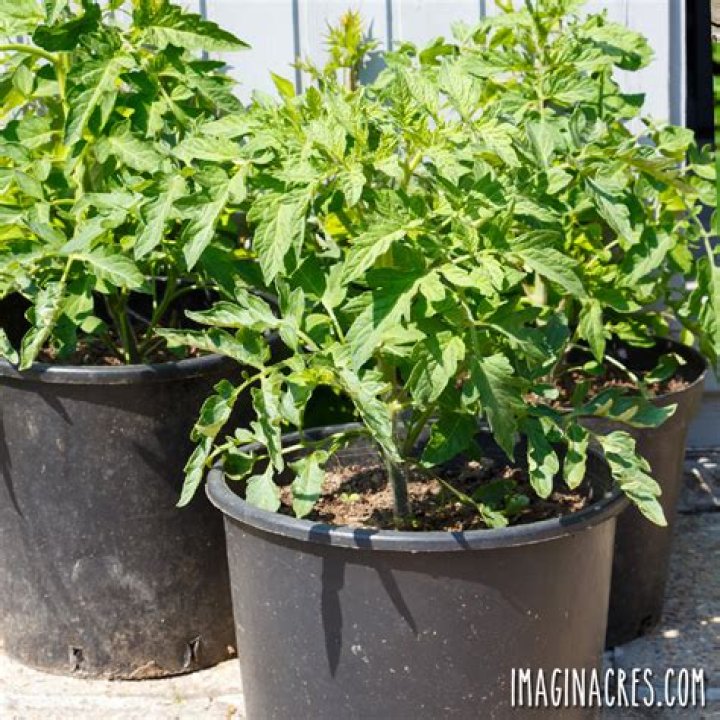How do you fertilize potted tomatoes