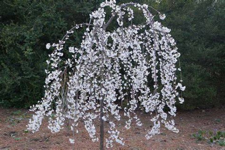 How do you fix a weeping cherry tree