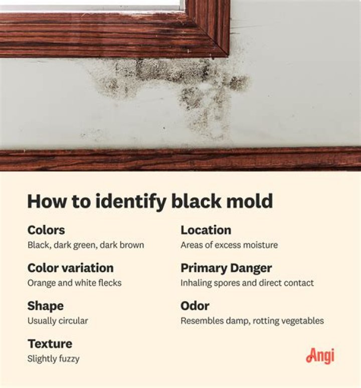 How do you fix black mold on drywall