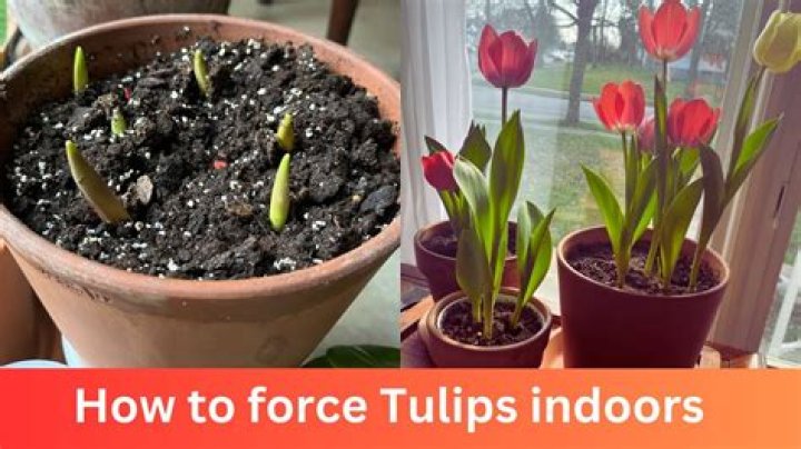How do you force Tulip bulbs outside