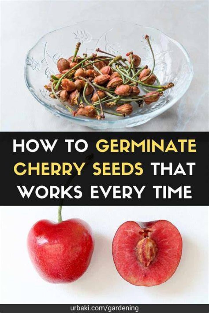 How do you germinate ground cherries