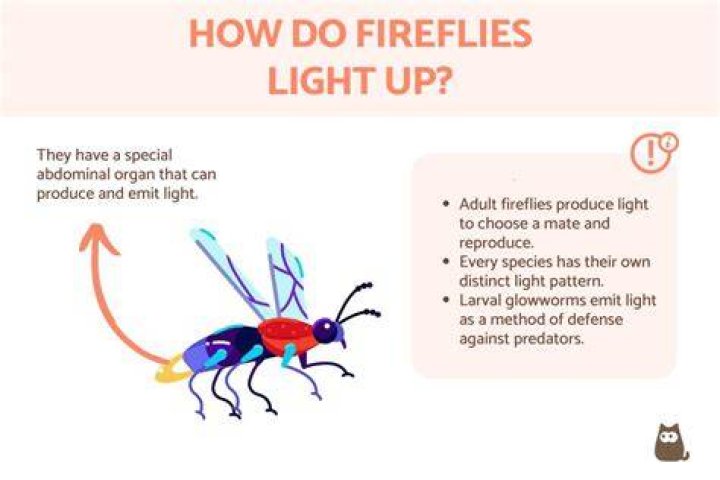 How do you get fireflies to light up