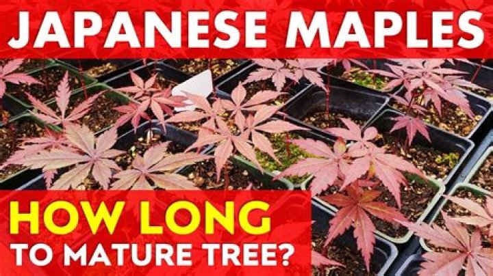 How do you get sap from a maple tree