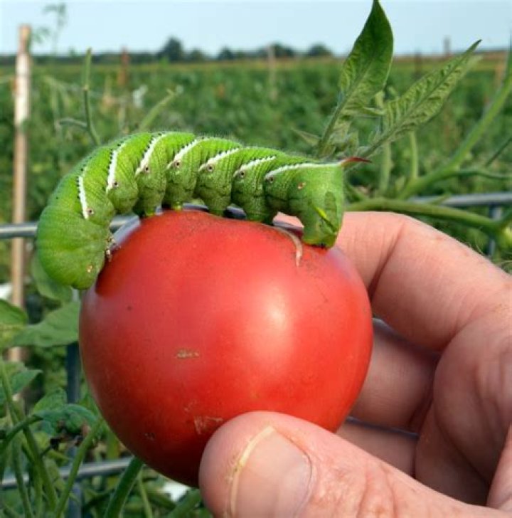 How do you get tomato worms at night