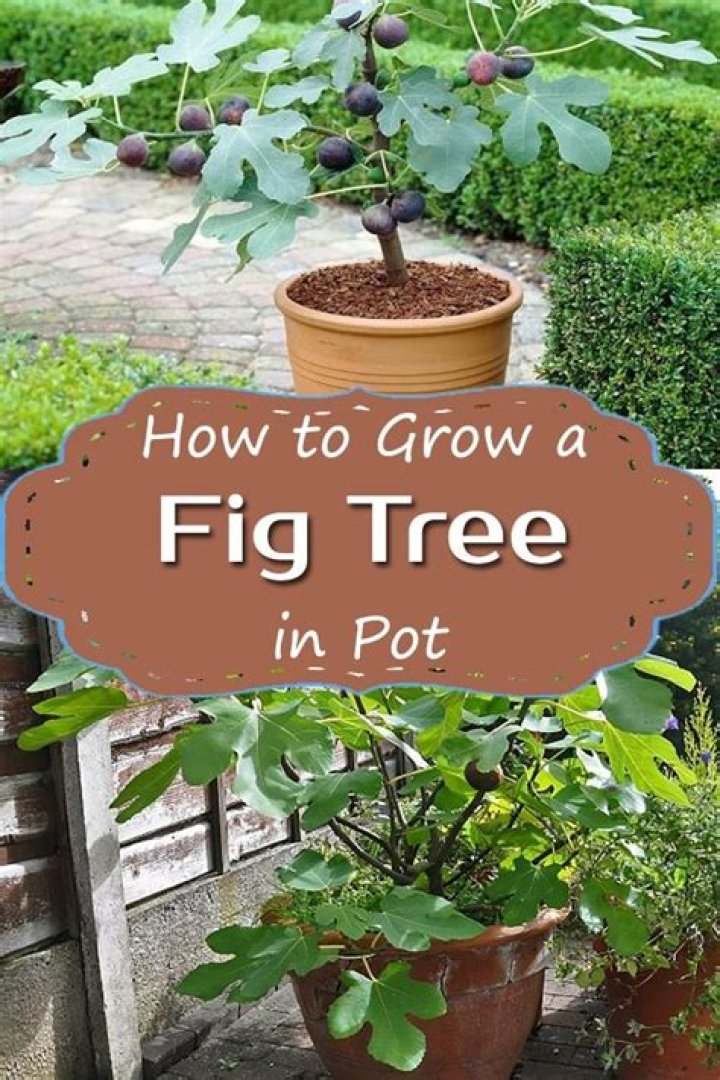 How do you grow a fig tree in Zone 6