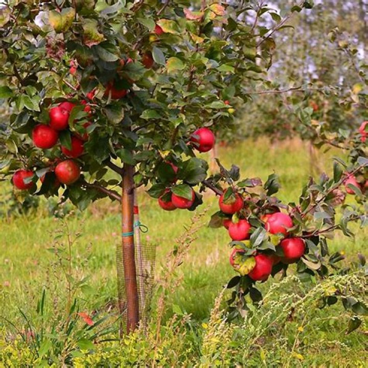 How do you grow a Liberty apple tree