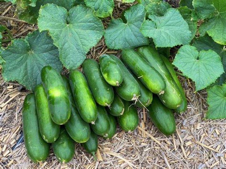 How do you grow mini munch cucumbers