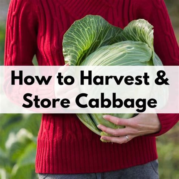 How do you harvest and store cabbage