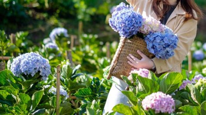 How do you harvest hydrangea flowers