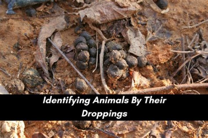 How do you identify animal droppings