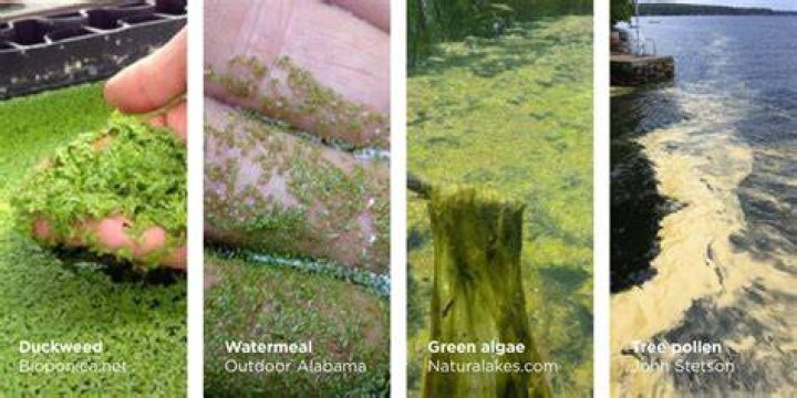 How do you identify blue green algae