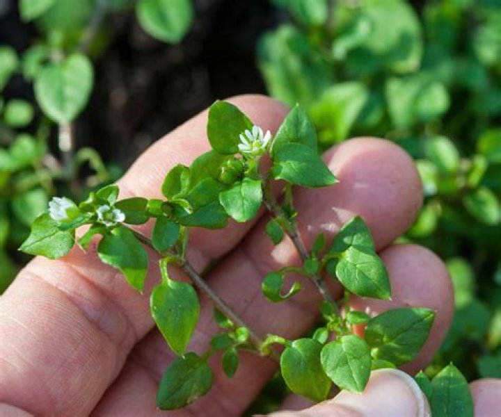 How do you identify common chickweed