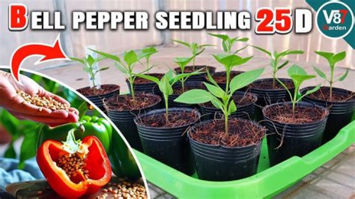 How do you identify pepper seedlings
