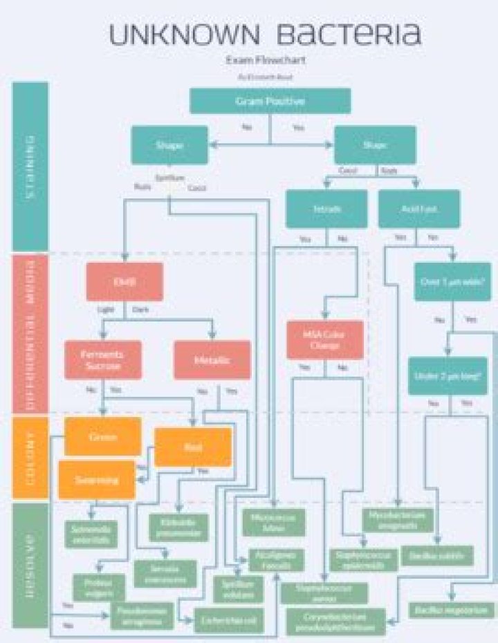 How do you identify unknown bacteria