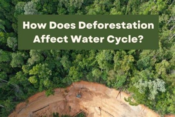 How does deforestation affect the hydrologic cycle