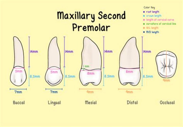 How many canals are in a maxillary second premolar