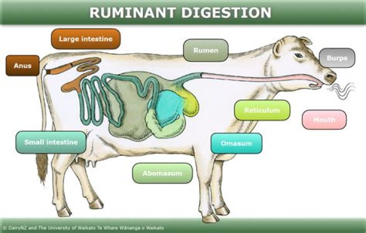 How many stomachs does a ruminant have