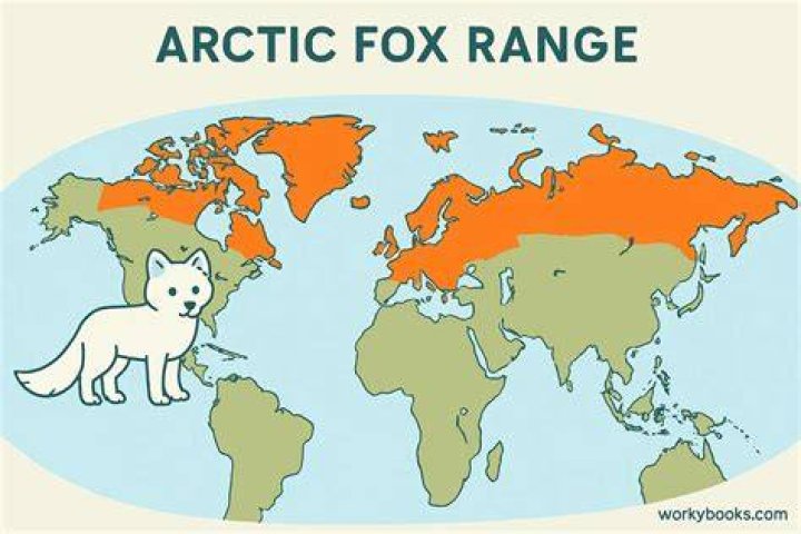 How many years does an arctic fox live