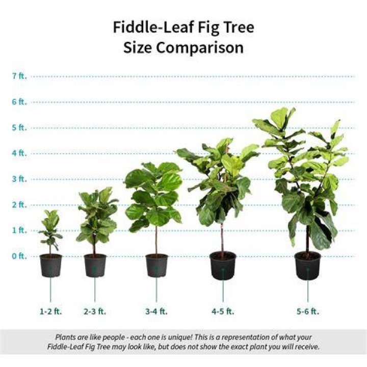 How much do fiddle leaf fig trees cost