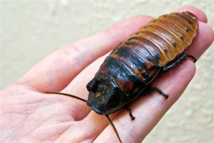 How much does a hissing cockroach cost