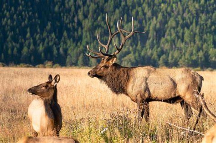 How much does a moose head mount weigh