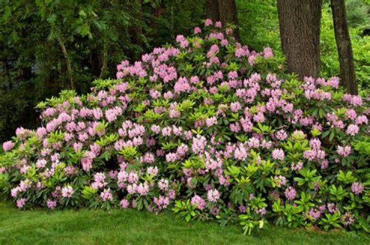 How much does a rhododendron bush cost